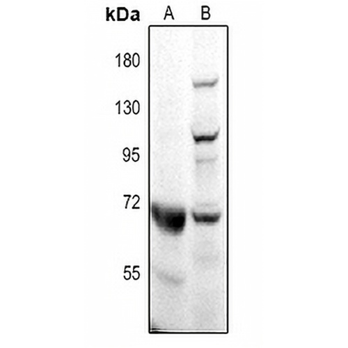 CD218b Rabbit Polyclonal Antibody