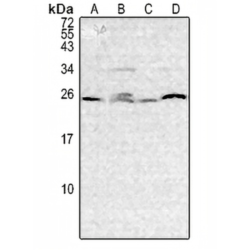IL-3 Rabbit Polyclonal Antibody