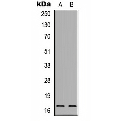 IL-1F5 Rabbit Polyclonal Antibody