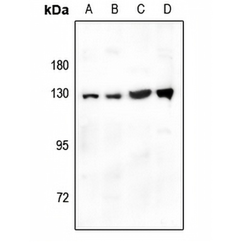 CD124 Rabbit Polyclonal Antibody