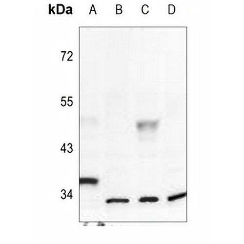 Inhibin alpha Rabbit Polyclonal Antibody