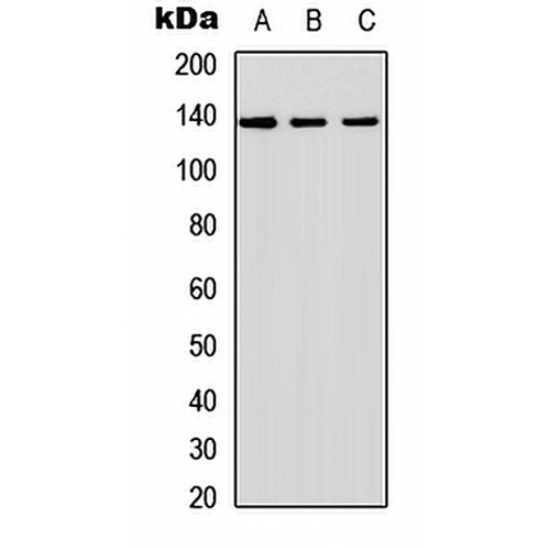 SHIP2 Rabbit Polyclonal Antibody