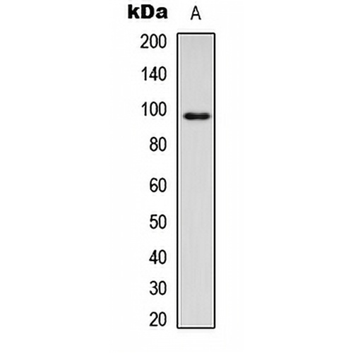 CD18 Rabbit Polyclonal Antibody