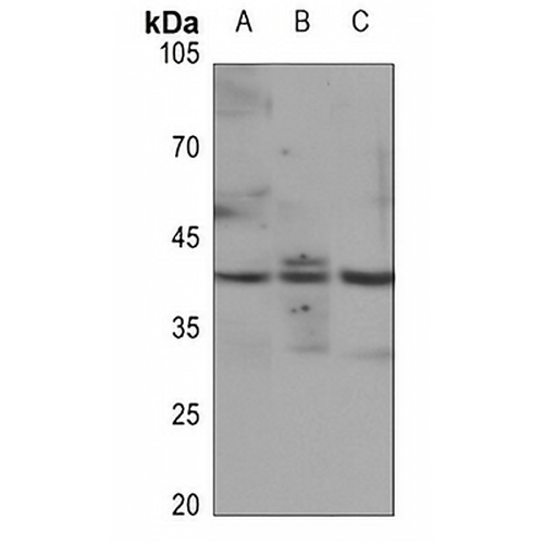 JUNB (Phospho-S259) Rabbit Polyclonal Antibody
