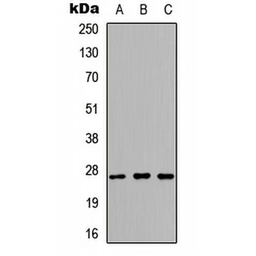 Kallikrein 6 Rabbit Polyclonal Antibody