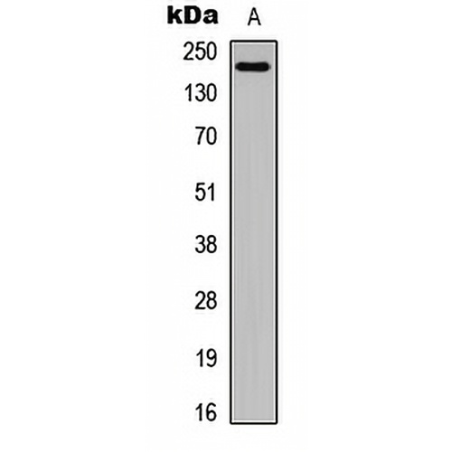 Laminin alpha 4 Rabbit Polyclonal Antibody