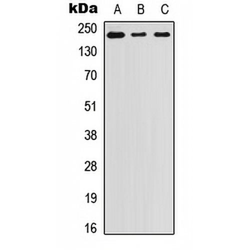 Laminin beta 1 Rabbit Polyclonal Antibody