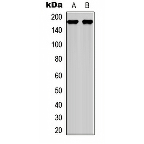 Laminin gamma 1 Rabbit Polyclonal Antibody