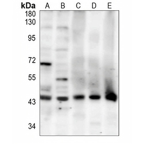 CD107a Rabbit Polyclonal Antibody