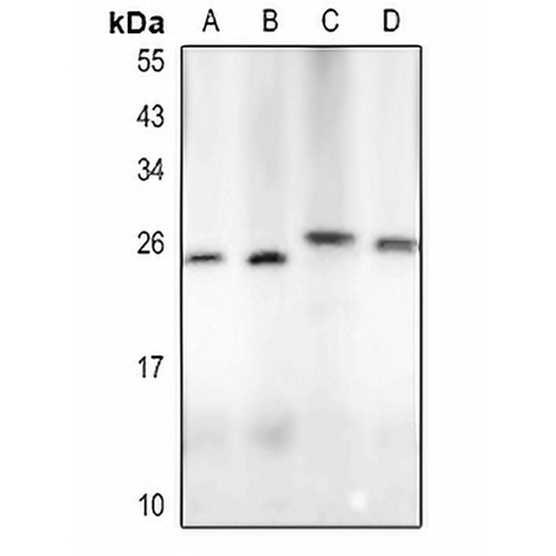 LIF Rabbit Polyclonal Antibody