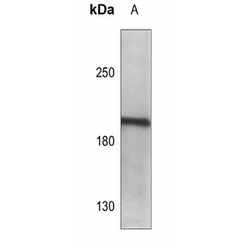 LMO7 Rabbit Polyclonal Antibody