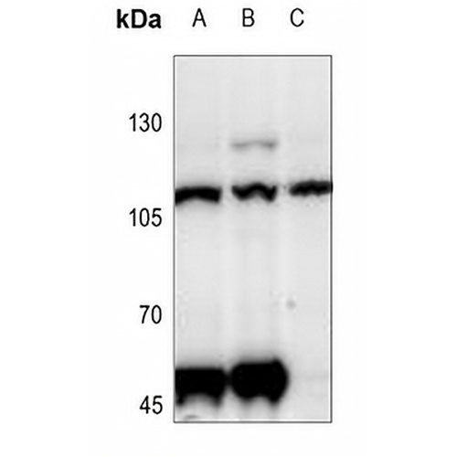 CD229 Rabbit Polyclonal Antibody