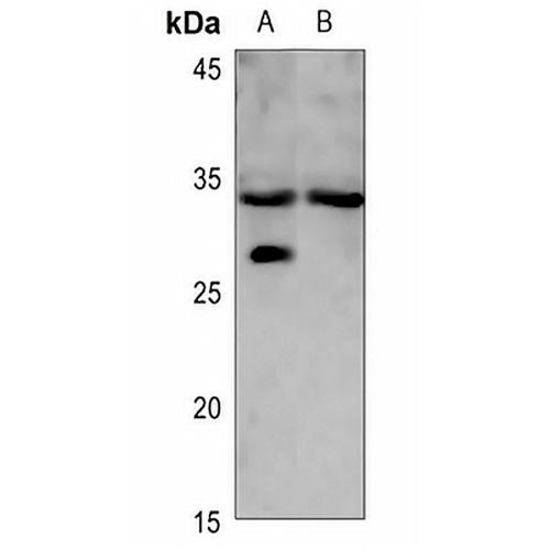 LYL1 Rabbit Polyclonal Antibody