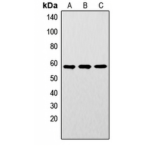 LYN (Phospho-Y192) Rabbit Polyclonal Antibody