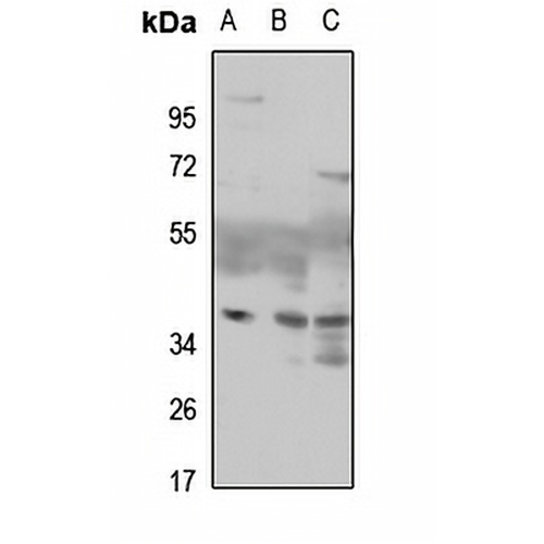 MAF1 Rabbit Polyclonal Antibody