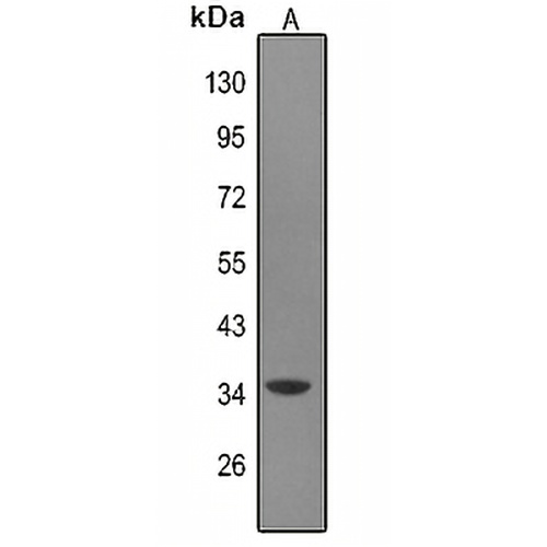 MAGEA9 Rabbit Polyclonal Antibody