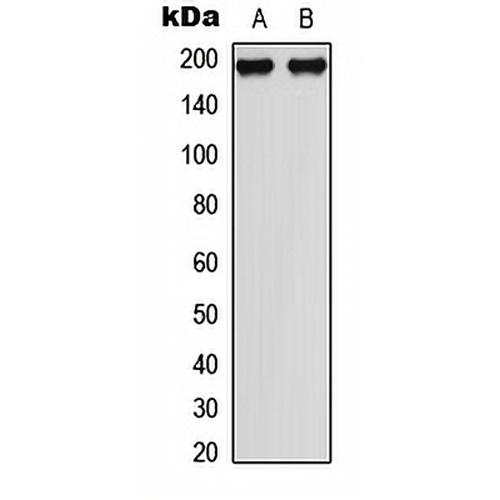 MEKK1 (Phospho-T1402) Rabbit Polyclonal Antibody