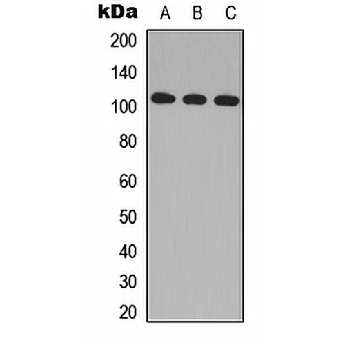 MLK2 Rabbit Polyclonal Antibody