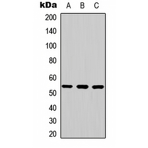 JNK2 Rabbit Polyclonal Antibody