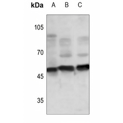 TAU (Phospho-S673) Rabbit Polyclonal Antibody