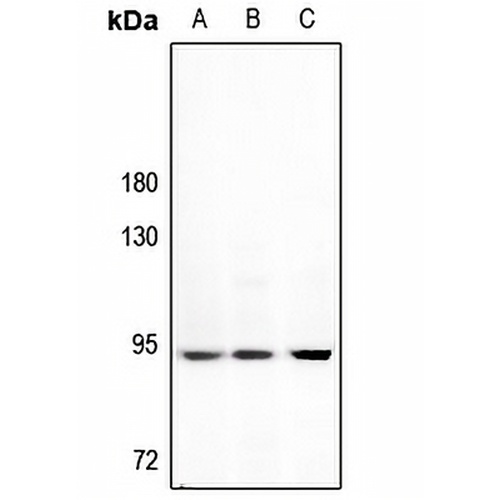 GW Rabbit Polyclonal Antibody