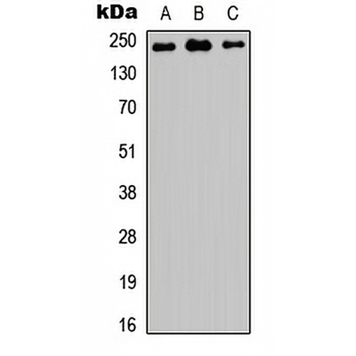 TRAP230 Rabbit Polyclonal Antibody