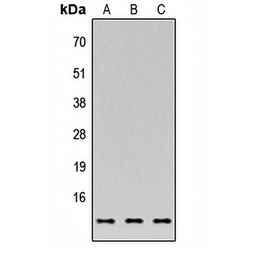 C35 Rabbit Polyclonal Antibody