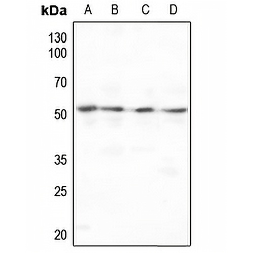 MMP10 Rabbit Polyclonal Antibody