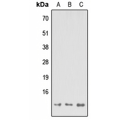 MP68 Rabbit Polyclonal Antibody