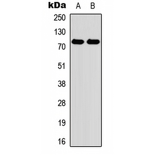 Myeloperoxidase Rabbit Polyclonal Antibody