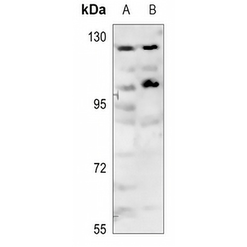 p116 Rip Rabbit Polyclonal Antibody
