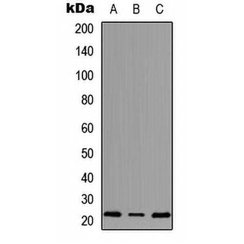MRPS18A Rabbit Polyclonal Antibody
