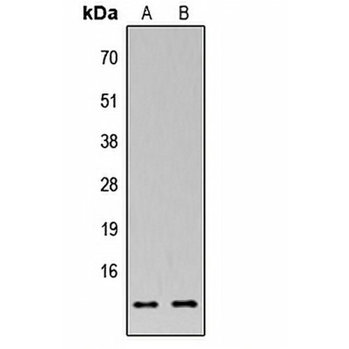 MRPS33 Rabbit Polyclonal Antibody