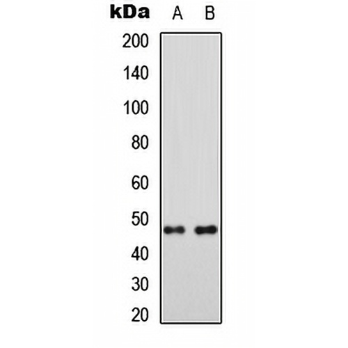 MRPS5 Rabbit Polyclonal Antibody