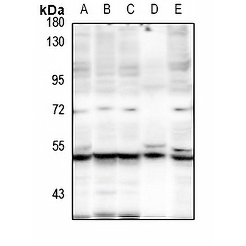 IDOL Rabbit Polyclonal Antibody