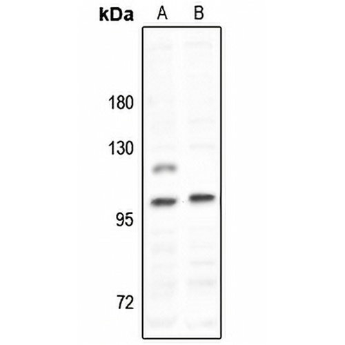 MYO1D Rabbit Polyclonal Antibody