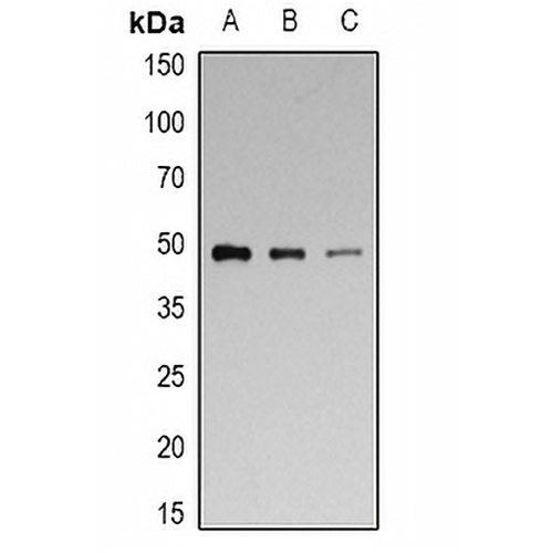 p47 phox (Phospho-S328) Rabbit Polyclonal Antibody