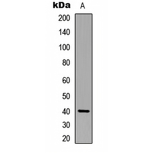 p40 phox Rabbit Polyclonal Antibody