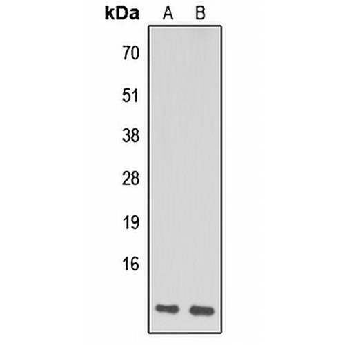 NDUFA1 Rabbit Polyclonal Antibody