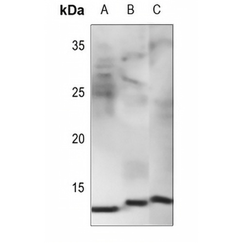 NDUFB1 Rabbit Polyclonal Antibody