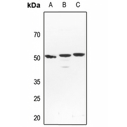NFIL3 Rabbit Polyclonal Antibody