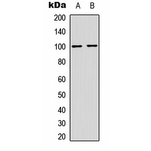 NF-kappaB p100 (Phospho-S865) Rabbit Polyclonal Antibody