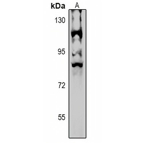 NPAS4 Rabbit Polyclonal Antibody