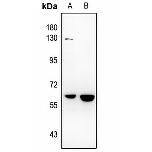 NR4A3 Rabbit Polyclonal Antibody