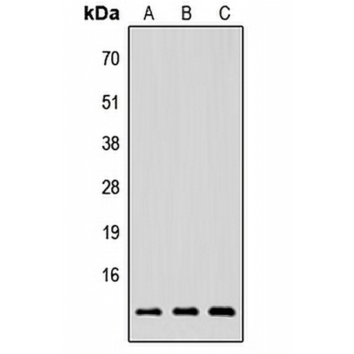 NRG4 Rabbit Polyclonal Antibody