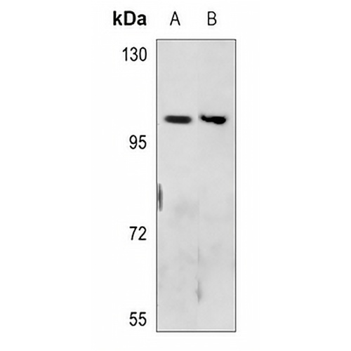 Neuropilin 2 Rabbit Polyclonal Antibody