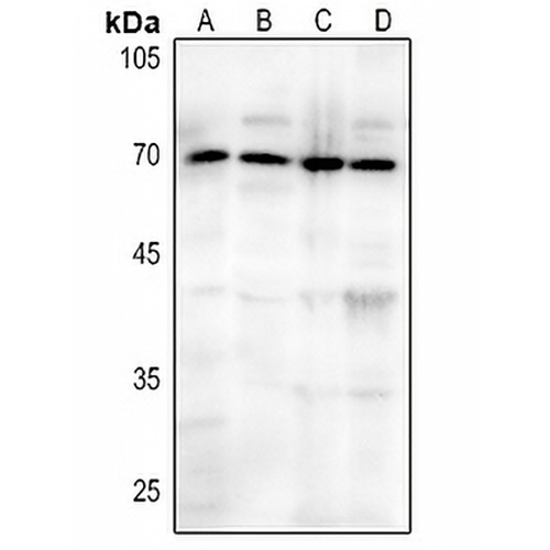 CD73 Rabbit Polyclonal Antibody