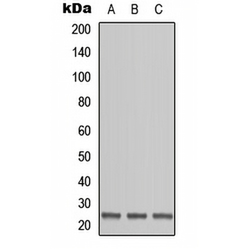 OAZ1 Rabbit Polyclonal Antibody