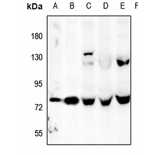 OLFML2A Rabbit Polyclonal Antibody