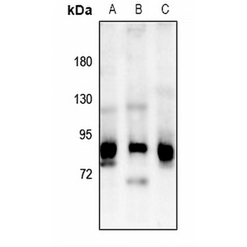 OLFML2B Rabbit Polyclonal Antibody
